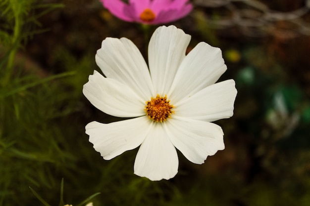 Closeup fleur nature blanche avec fond vert