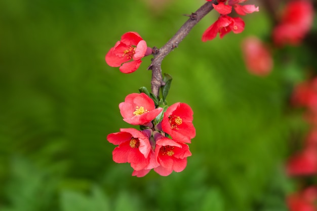 Closeup fleurs de printemps. Branche d'arbre en fleurs magnifiquement rose. Arbre fleurissant au printemps avec des fleurs rouges. Flou Cherry Blossom ou Sakura flower sur mur nature. pomme floraison branche.