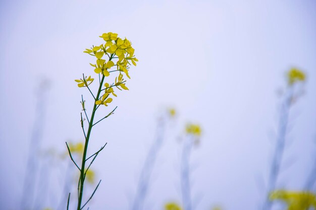 Closeup Focus Une belle fleur de colza jaune en fleurs avec arrière-plan flou