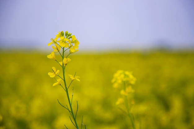 Closeup Focus Une belle fleur de colza jaune en fleurs avec arrière-plan flou