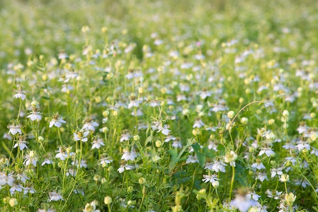 Closeup Focus belle plantation de fleurs de cumin noir sur le terrain vue paysage naturel