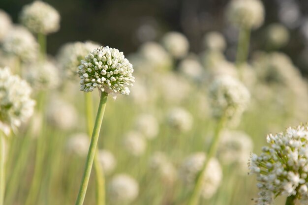 Closeup Focus Oignon Fleur Avec Arrière-Plan Flou Vue Naturelle