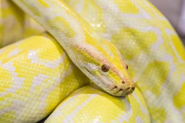 Closeup Gold Python, Python réticulé (Python reticulatus)