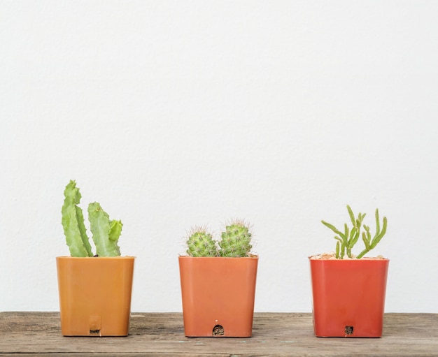 Closeup Groupe De Cactus Dans Un Pot En Plastique Brun Sur Le Bureau En Bois Floue Et Mur De Ciment Blanc Fond Texturé Avec Espace De Copie