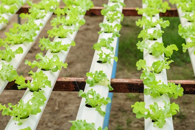 Closeup groupe de gaules de légume hydroponique en arrière-plan texturé ferme de légume