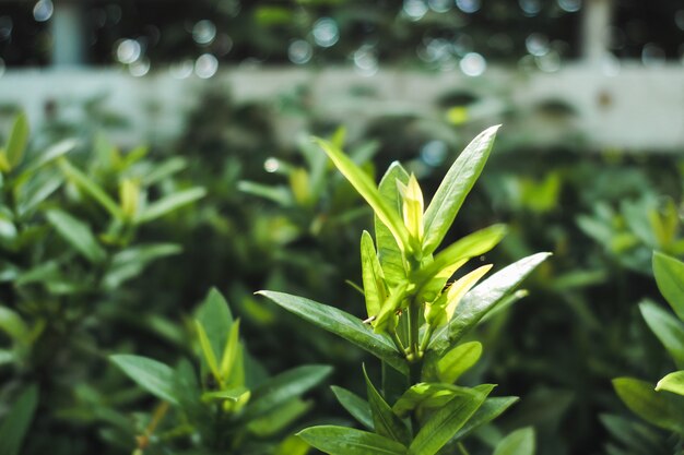 Closeup, haut, feuille verte, jardin luxuriant