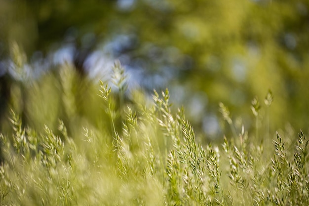 Closeup herbe sèche d'automne dans la nature du lever du soleil au coucher du soleil. Nature paisible, feuillage délicat lumineux