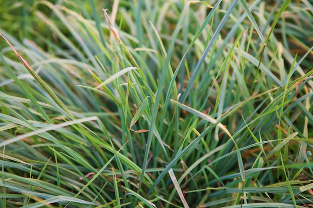 Closeup herbe verte