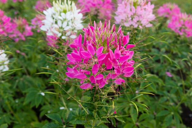 Closeup jardin de fleurs rose