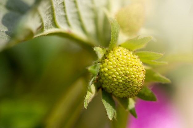 Closeup jeune fraise fraîche est couverte de feuilles