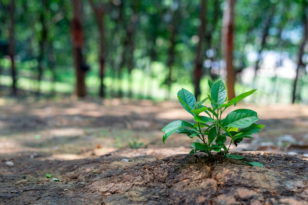 Closeup jeune plante verte en croissance