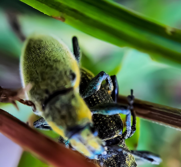 Closeup macro coléoptères verts s'accouplant sur une branche d'arbre à feuilles vertes