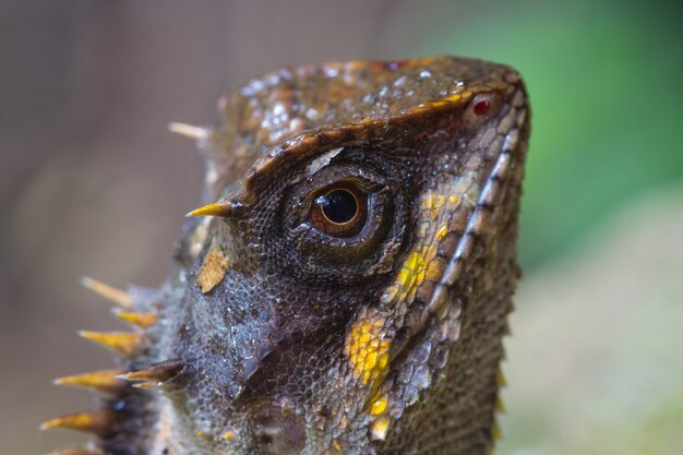 Closeup masqué lézard épineux