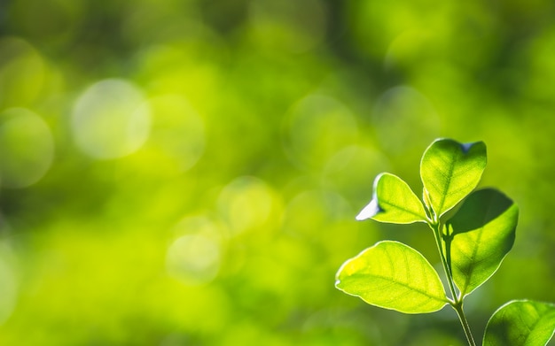 Closeup nature arbre vert frais laisse sur fond de verdure floue bokeh dans le jardin.