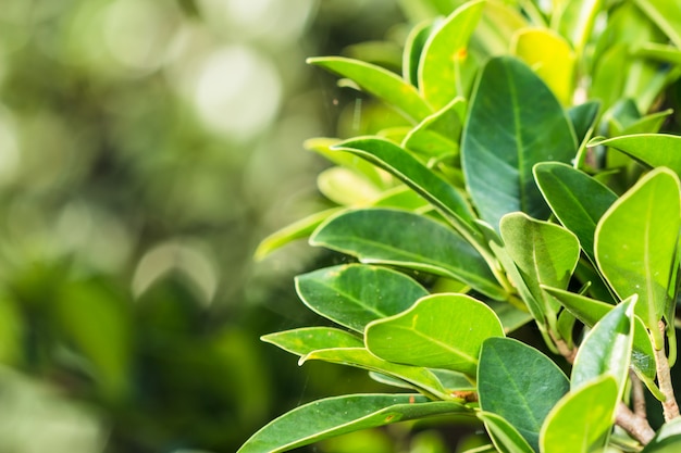 Closeup nature vert laisse sur les horizons verts floues dans le jardin