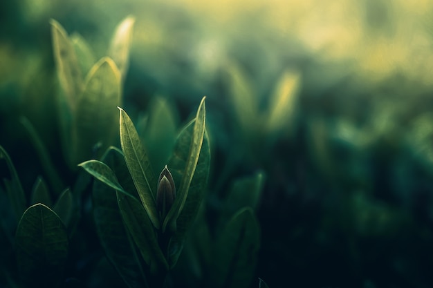 Photo closeup nature vue de feuille verte