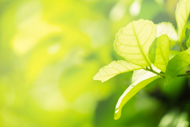 closeup naturel feuille verte ou plante dans le jardin.