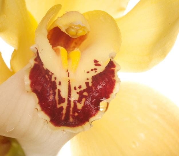 Closeup orchidée jaune