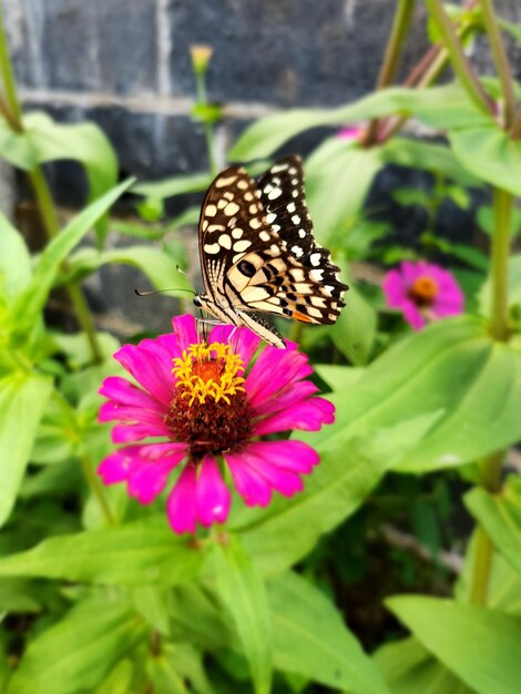 Closeup papillon sur fleur rose beau monarque dans la nature