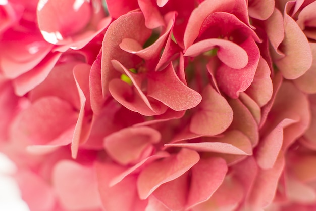 Closeup pétales d'hortensia frais