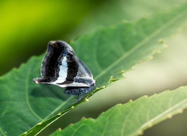 CloseUp petit papillon sur la feuille