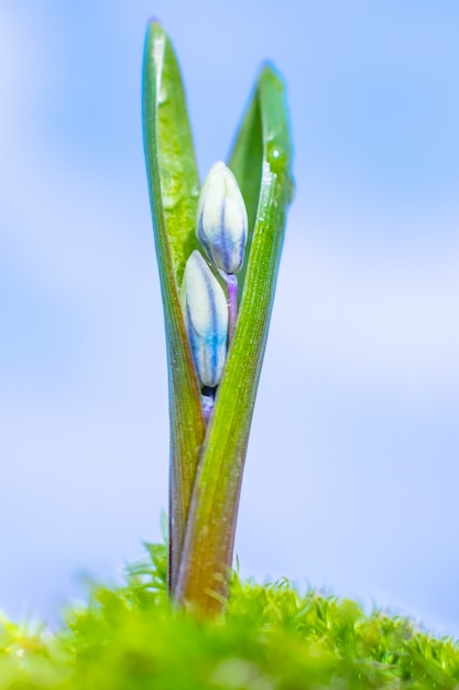 Closeup petite fleur sauvage blanche. Photo macro de l&#39;été en plein soleil.
