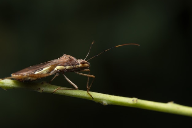 Closeup photo de bogues assassin brun sur feuille