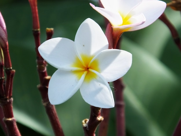 Closeup Plumeria fleur