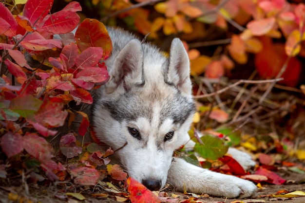 Photo closeup portrait d'automne de chiot husky sibérien. un jeune husky blanc gris un parc.