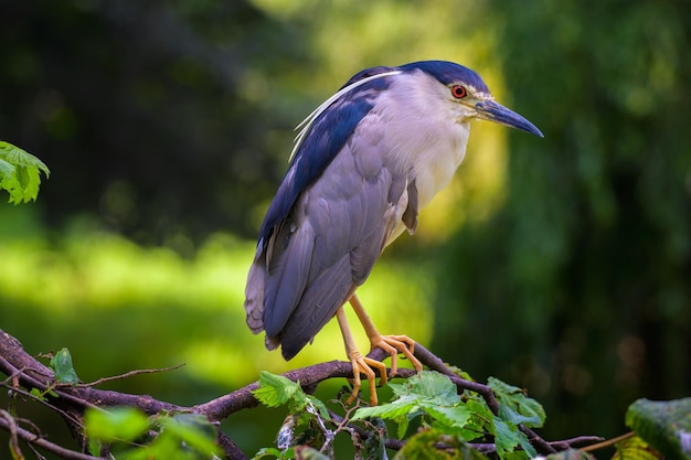 Closeup portrait d'un BlackCrowned Night Heron