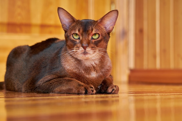 Closeup portrait chat abyssin aux yeux jaunes