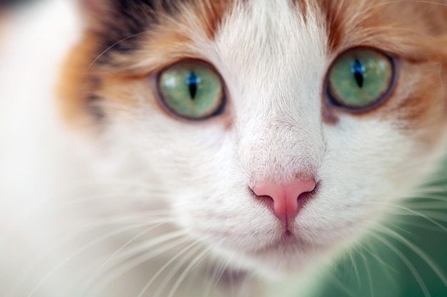 Closeup portrait d'un chat domestique assis dans le jardin