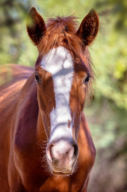 Closeup Portrait de cheval sauvage