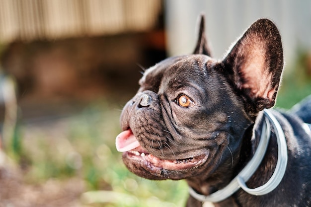 Closeup portrait d'un chien bouledogue français dans le jardin