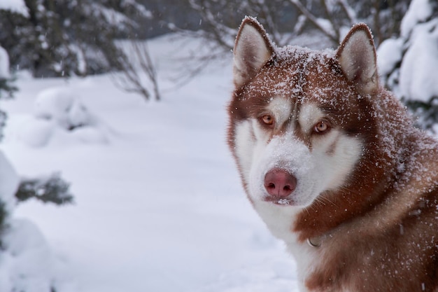 Closeup portrait de chien husky rouge dans la neige sur l'espace de copie de fond winer