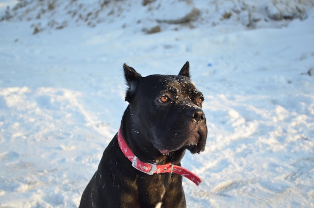 Closeup portrait d'un chien noir de la race Cane Corso