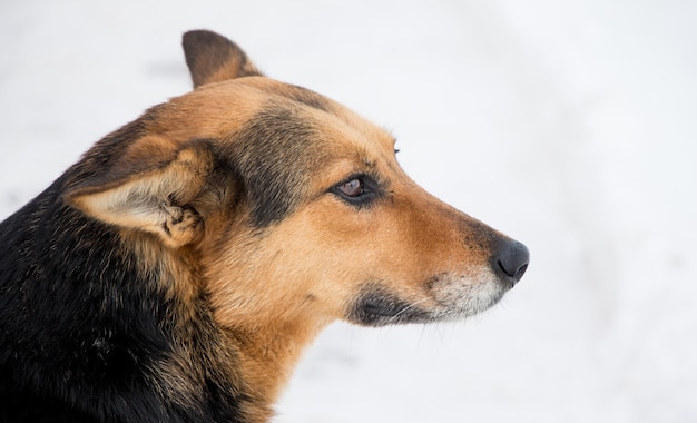 Closeup portrait de chien de profil sur fond de neige