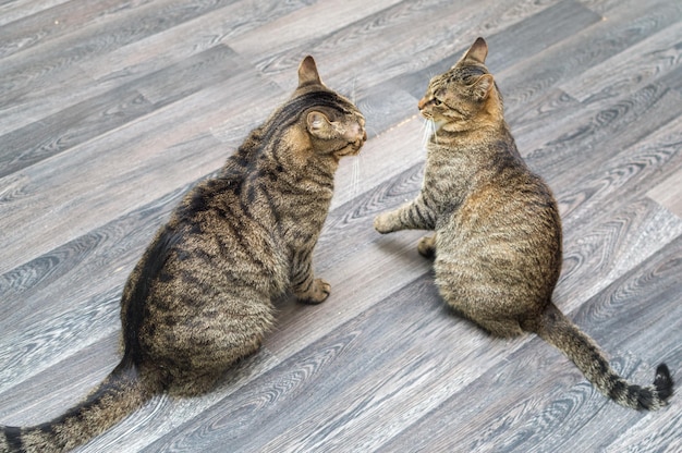 Closeup portrait de deux chats gris