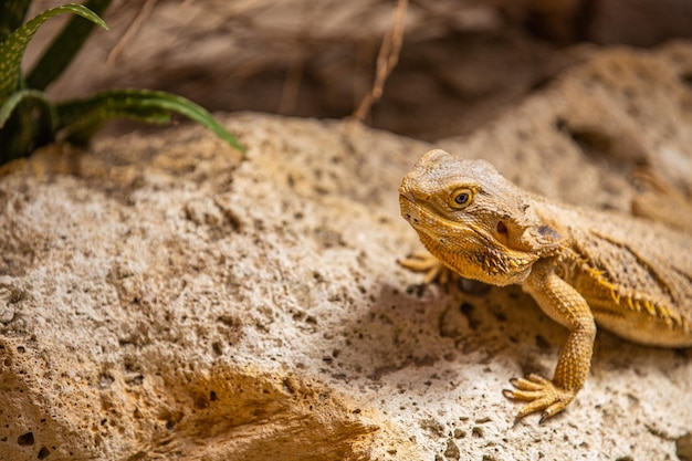Closeup portrait dragon lézard reptile. Lézard reposant sur des pierres sous la lumière naturelle