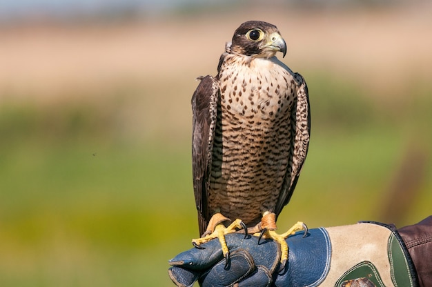 Closeup Portrait D'un Faucon Pèlerin Posant Sur La Main Du Fauconnier