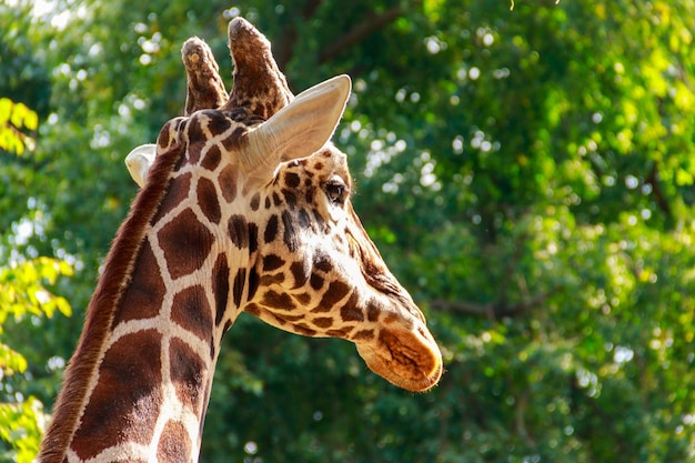 Closeup portrait d'une girafe sur fond de feuillage vert