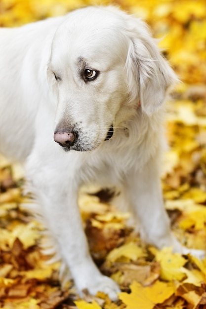 Photo closeup portrait de golden labrador retriever en automne park