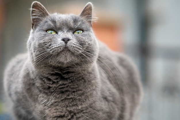 Closeup portrait de grave chat à fourrure gris.