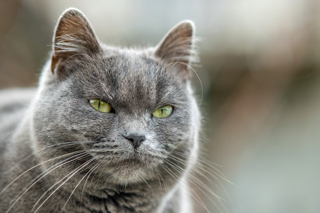 Closeup portrait de grave chat à fourrure gris.