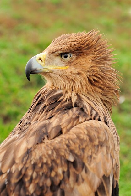 Closeup portrait jeune aigle dans l'herbe