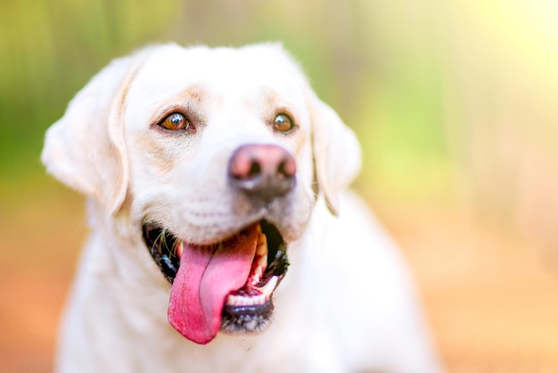 Closeup portrait de labrador blanc dans le parc