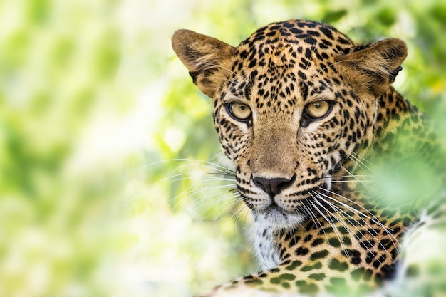 Closeup portrait de léopard lankais tourné dans le parc national de Yala SriLanka