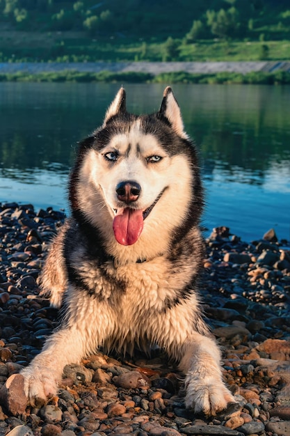 Closeup portrait of a cute husky dog with open mouth outdoor Chien husky sibérien drôle regardant fixement l'horizon jouant dans la nature Love pet concept