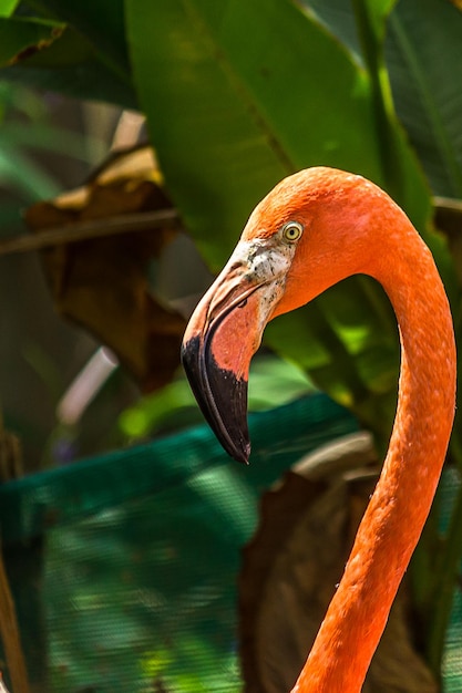 Closeup portrait de profil d'un flamant rose