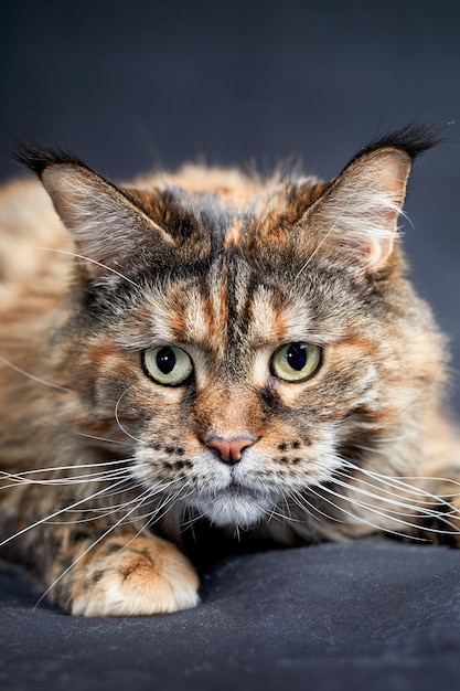 Closeup portrait en studio du museau grand chat Maine Coon